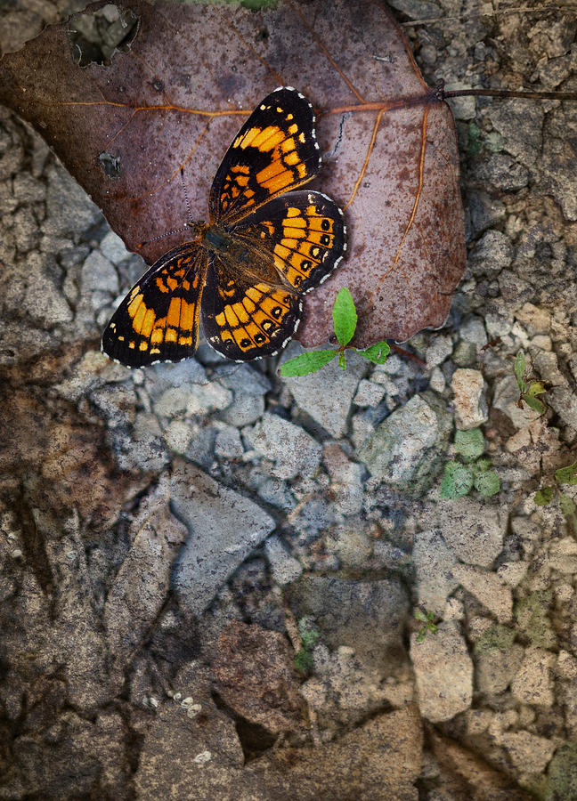 Butterfly Photograph - Checkerspot Butterfly by Melinda Fawver