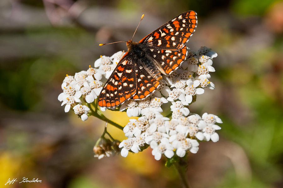 Taylors Checkerspot Butterfly on a Yarrow Blossom Photograph by Jeff Goulden