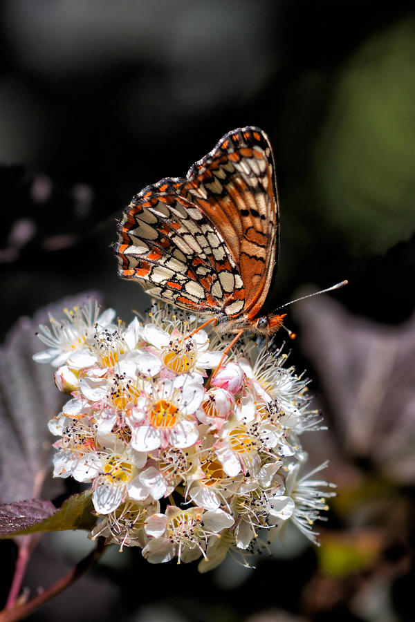 Butterfly Photograph - Checkerspot by Kathleen Bishop