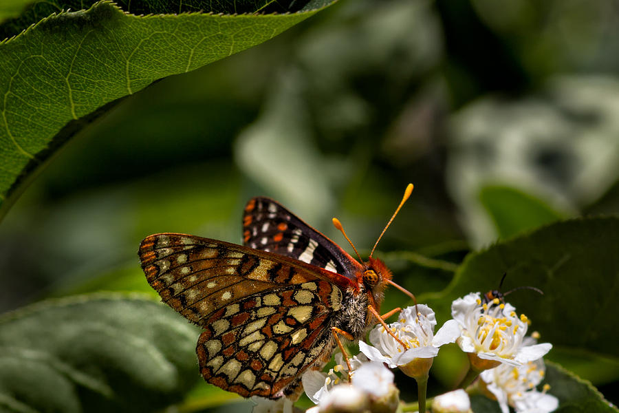 Butterfly Photograph - Checkerspot Sipping Nectar by Kathleen Bishop