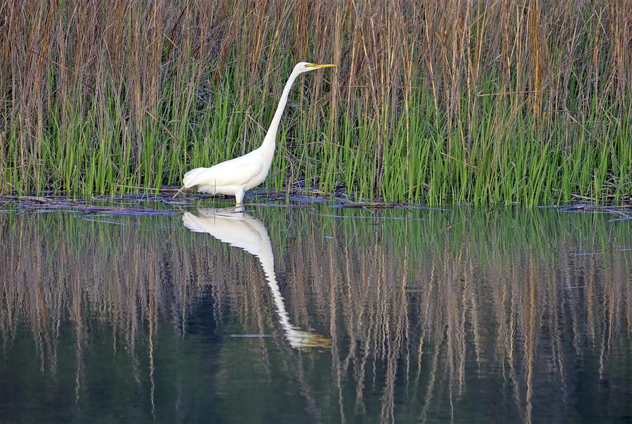 Checking Out The Marsh in South Carolina s Low Country Photograph by Willie Harper