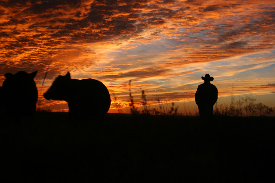Checking the Herd at Sunset Photograph by Denny35463