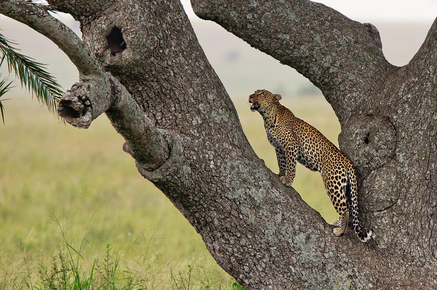 Checking The Tree Photograph by Thomas Retterath