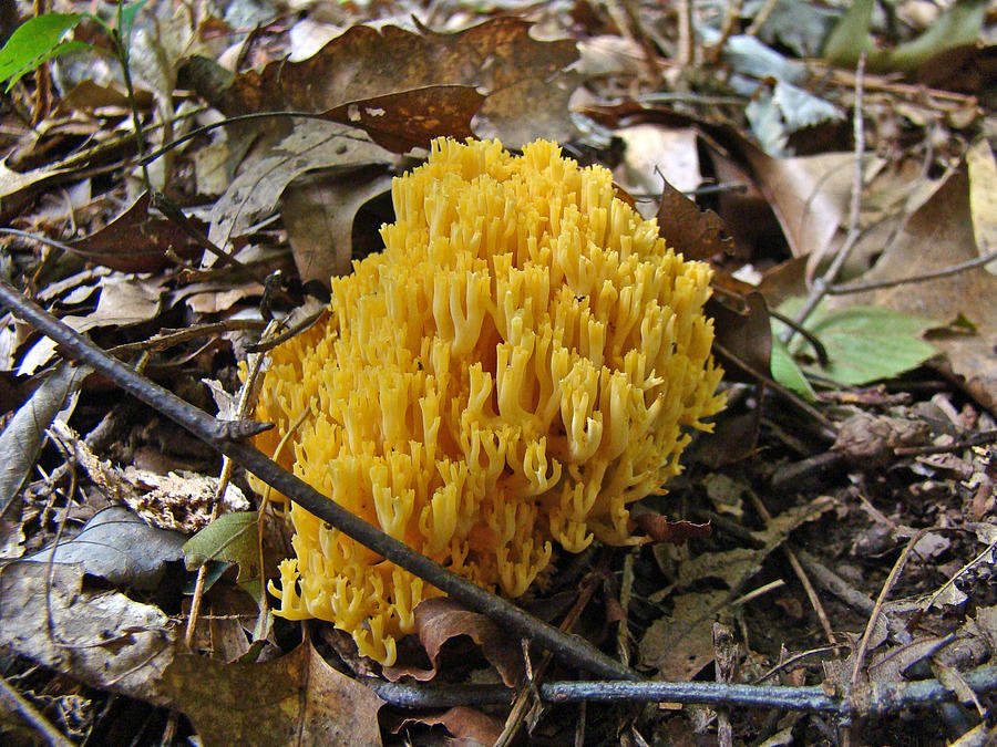 Cheddar-Colored Coral Mushroom Photograph by Carol Senske