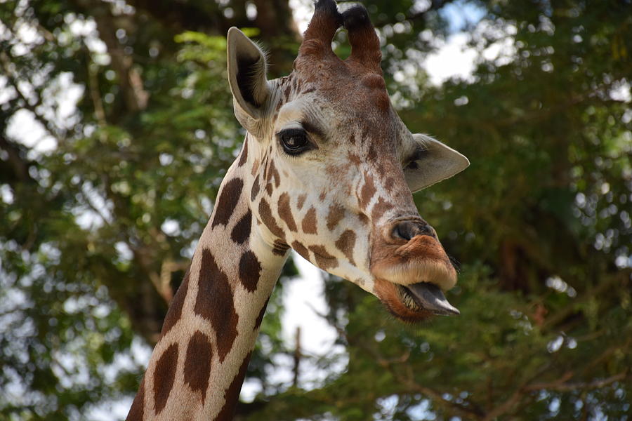 Cheeky Giraffe Photograph by Puganes Kumar - Fine Art America