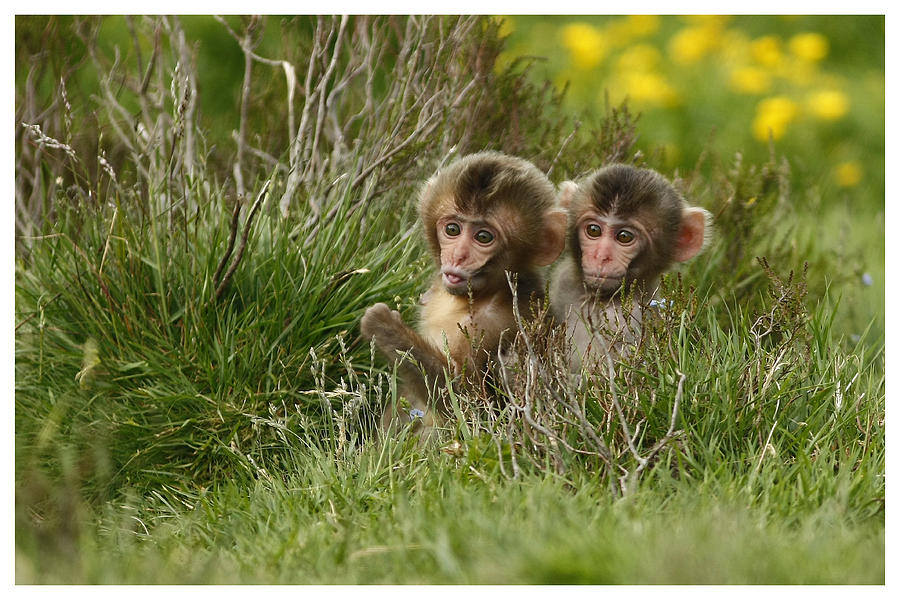 Cheeky Monkeys Photograph by John Fotheringham - Fine Art America