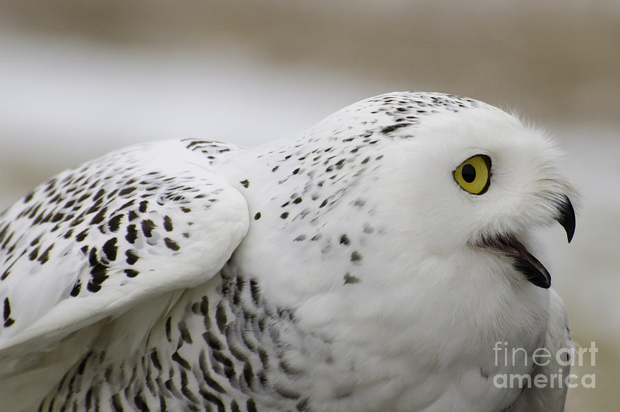 Cheeky snow owl Photograph by Les Palenik