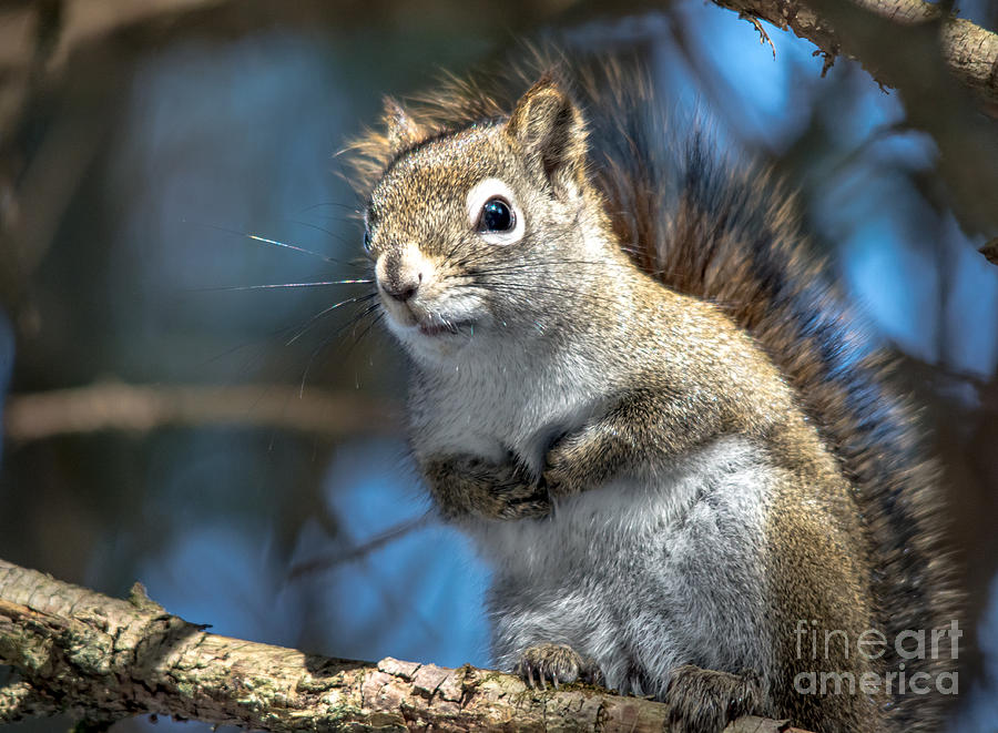 Cheeky Squirrel Photograph by Cheryl Baxter