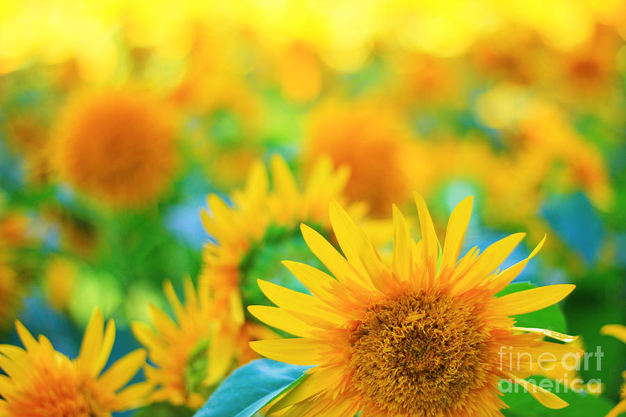 Cheerful and Happy Yellow Sunflower Field in Summer Photograph by Beverly Claire Kaiya