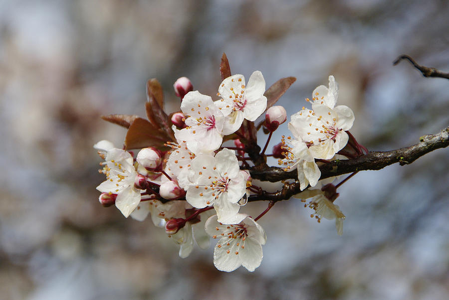 Flower Photograph - Cheerful Cherry Blossoms by Marilyn Wilson