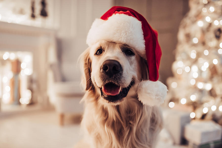 Cheerful dog labrador is sitting in Santa Claus hat. Photograph by Vasyl Dolmatov