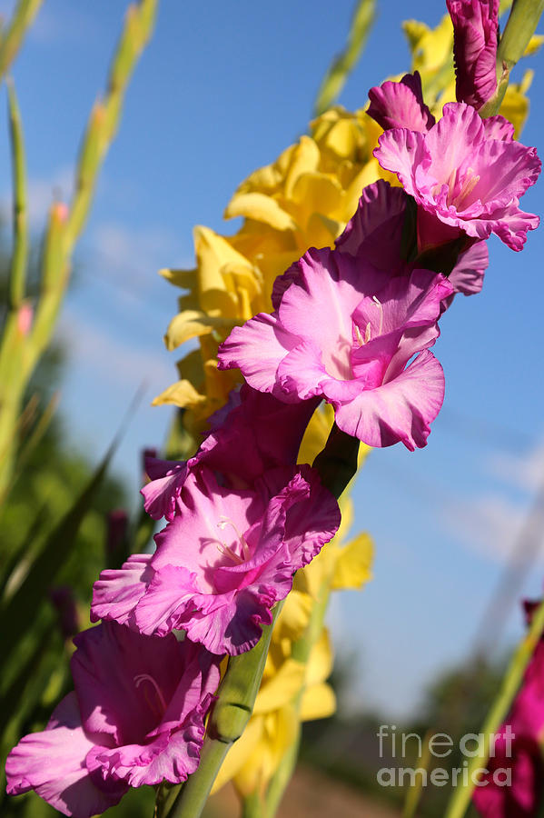 Cheerful Gladiolus Photograph by Carol Groenen