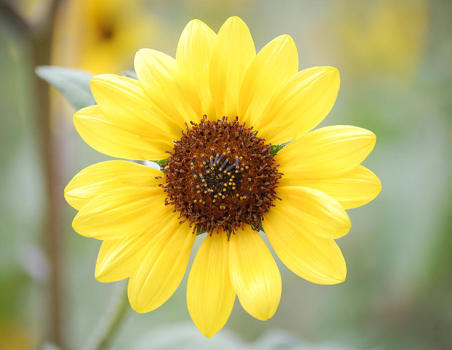Sunflower Photograph - Cheerful by Sherlyn Morefield Gregg