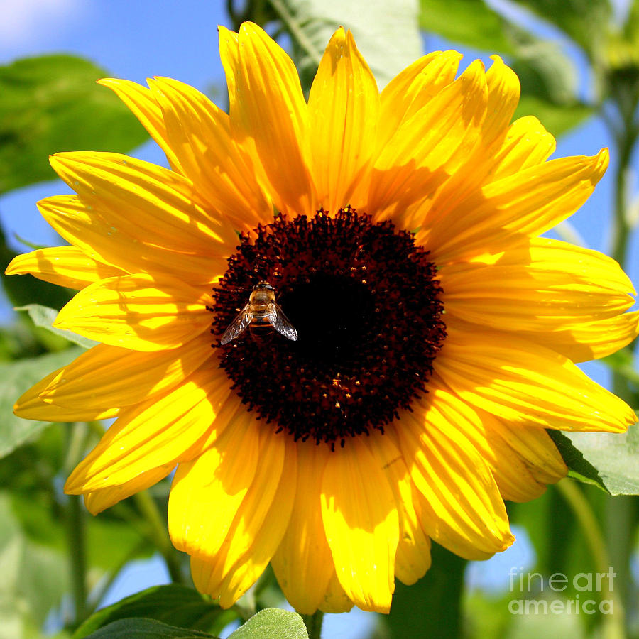 Cheerful Sunflower with Bee Photograph by Carol Groenen