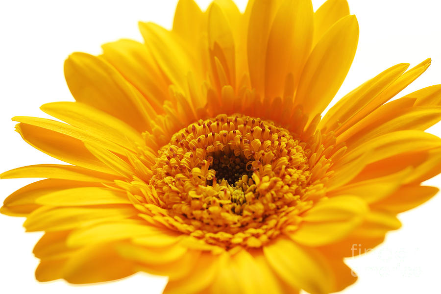 Daisy Photograph - Cheerful Yellow by LHJB Photography