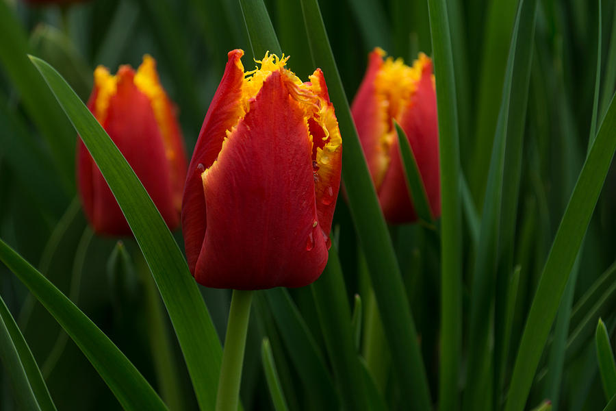 Tulip Photograph - Cheerfully Wet Red and Yellow Tulips by Georgia Mizuleva