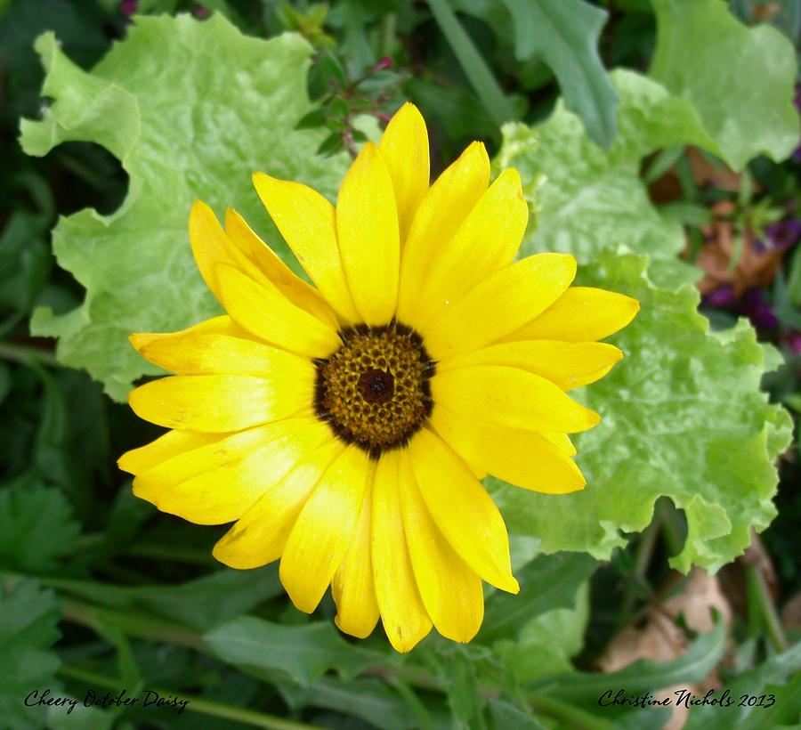 Cheery October Daisy Photograph by Christine Nichols
