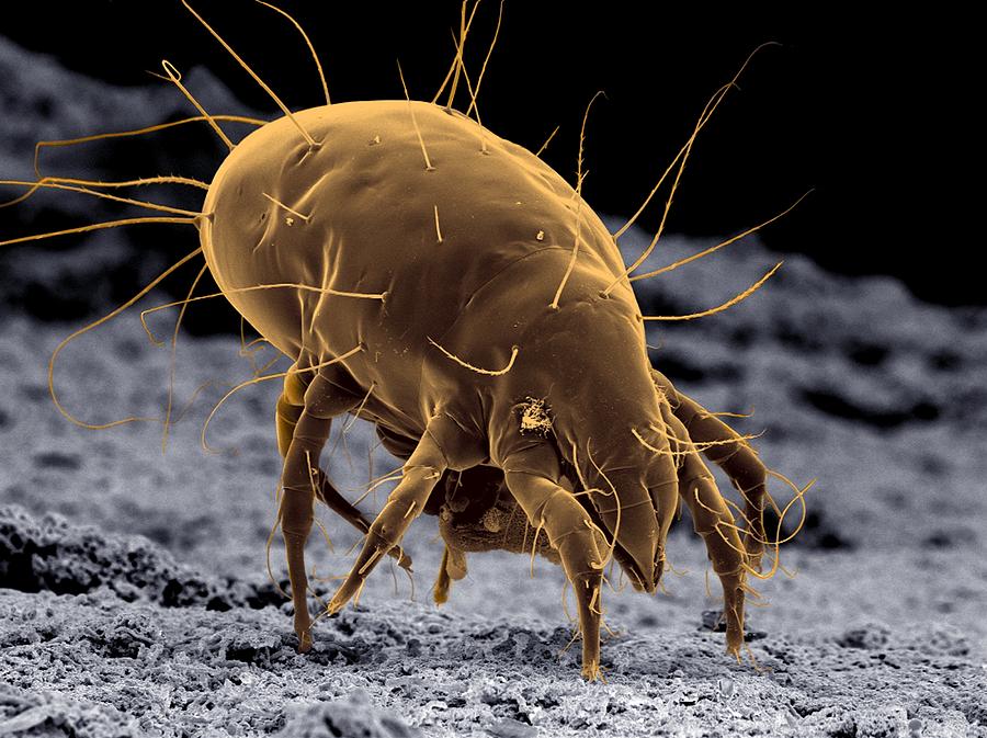 Cheese Mite Photograph By Clouds Hill Imaging Ltd Science Photo Library 