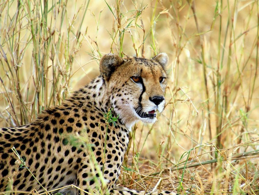 Cheetah Photograph by Don Downer - Fine Art America