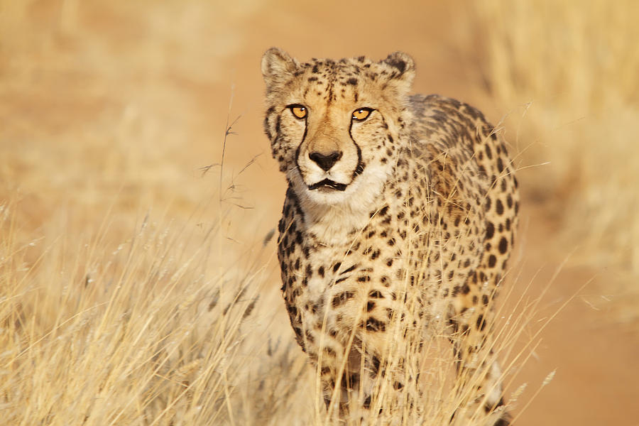 Cheetah / Guepardo Photograph by Marisa López Estivill
