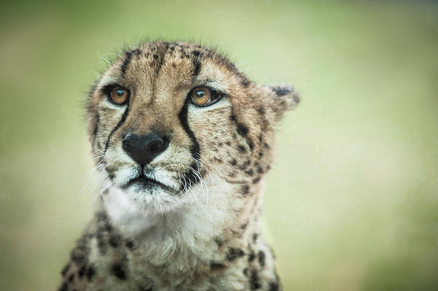 Cheetah Photograph by © Justin Lo