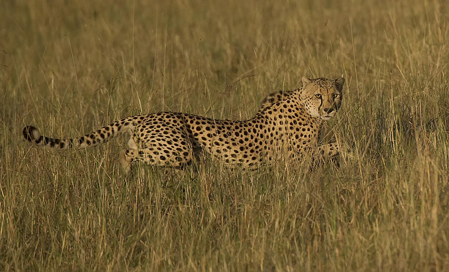 Cheetah #1 Photograph by Wade Aiken