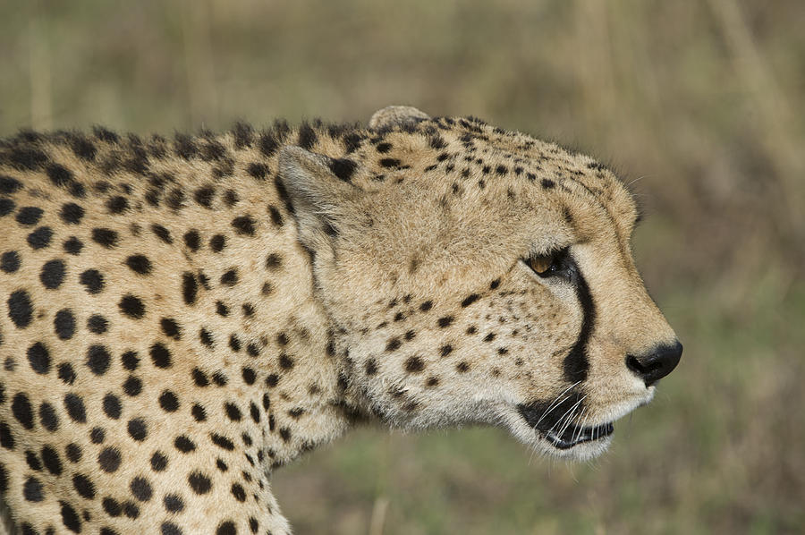 Cheetah #2 Photograph by Wade Aiken