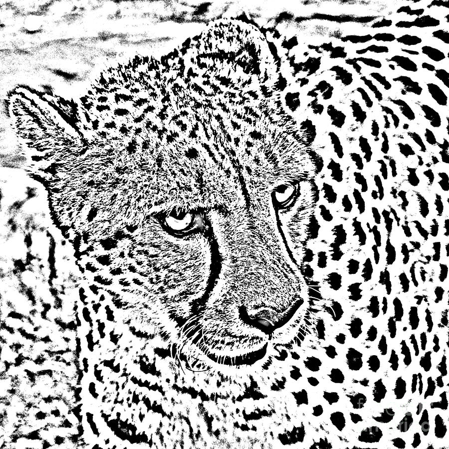 Cheetah 3 Quarters Macro Profile Black and White Digital Art Square Format Digital Art by Shawn OBrien