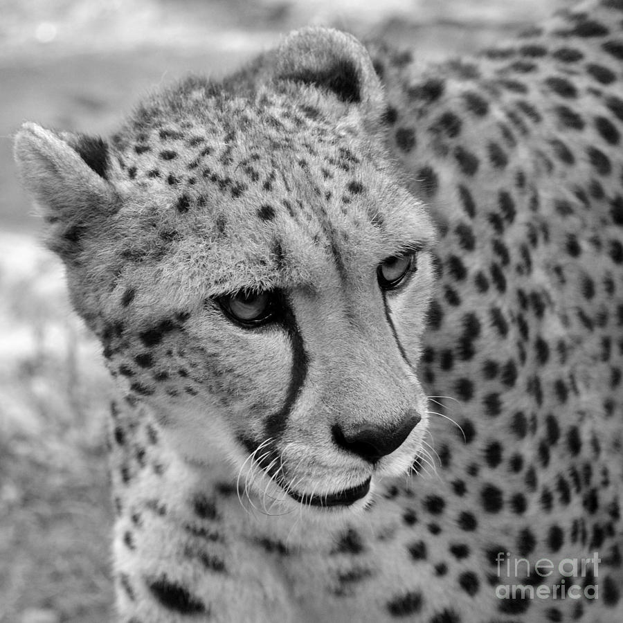 Cheetah 3 Quarters Macro Profile Black and White Square Format Photograph by Shawn OBrien
