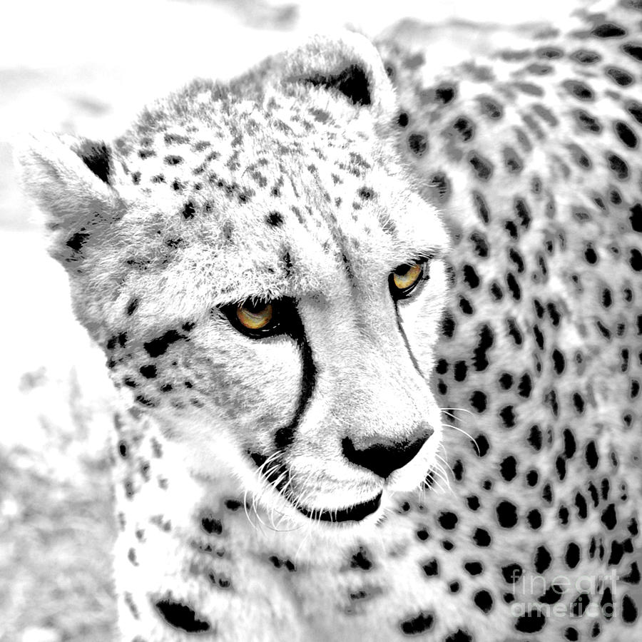 Cheetah 3 Quarters Macro Profile Color Splash Conte Crayon Digital Art Square Format Digital Art by Shawn OBrien