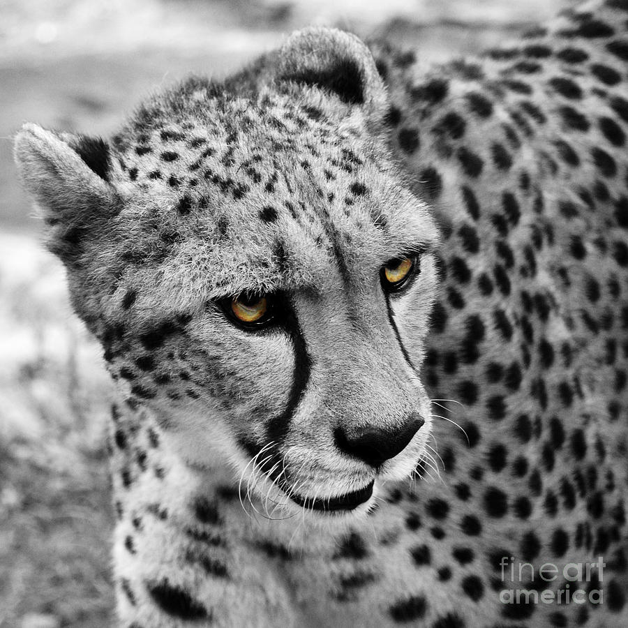 Cheetah Photograph - Cheetah 3 Quarters Macro Profile Color Splash Digital Art Square Format by Shawn OBrien