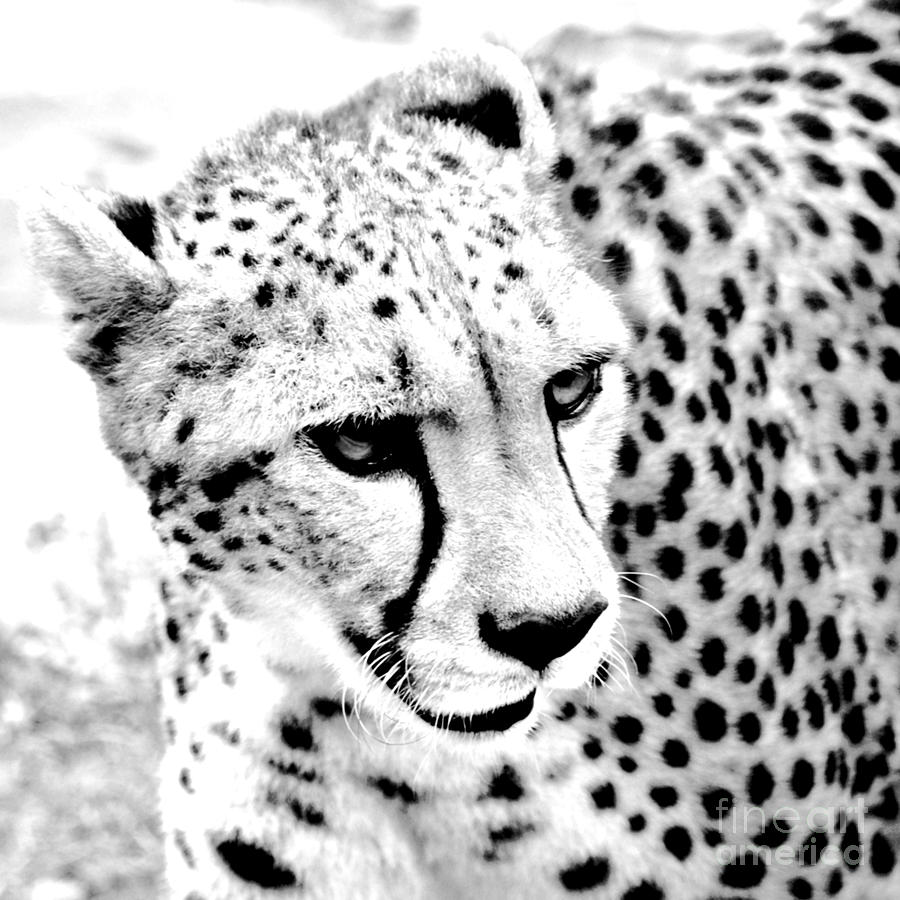 Cheetah 3 Quarters Macro Profile Conte Crayon Digital Art Square Format Digital Art by Shawn OBrien