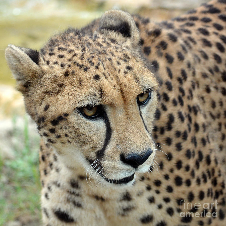 Cheetah 3 Quarters Macro Profile Square Format Photograph by Shawn OBrien