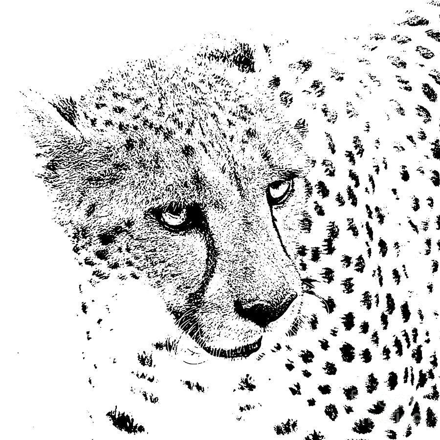 Cheetah 3 Quarters Macro Profile Stamp Black and White Digital Art Square Format Digital Art by Shawn OBrien