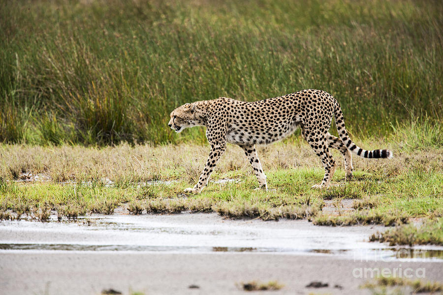 Cheetah 5 Photograph by Eyal Bartov