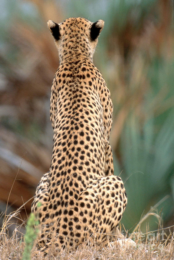 Cheetah Acinonyx Jubatus Photograph by Art Wolfe