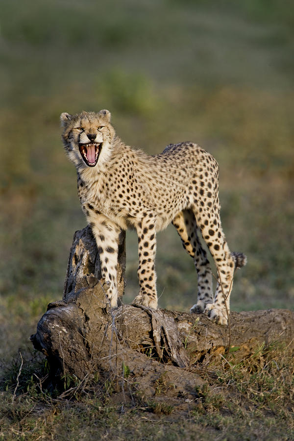 Nature Photograph - Cheetah Acinonyx Jubatus Cub Yawning by Animal Images