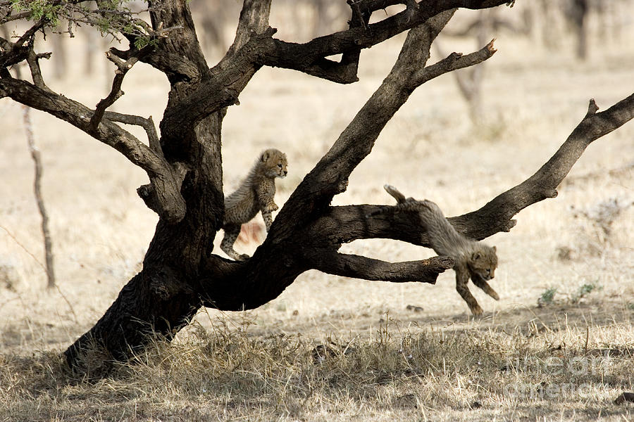 Cheetah Acinonyx Jubatus Cubs Photograph by Gregory G. Dimijian, M.D.
