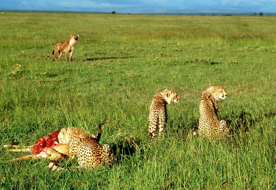 Cheetah Photograph - Cheetah (acinonyx Jubatus) Feeding On A Kill by William Ervin/science Photo Library