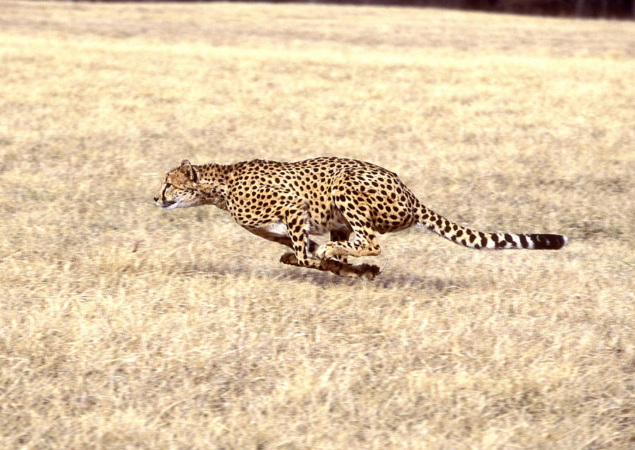 Cheetah Acinonyx Jubatus Photograph by G Ronald Austing