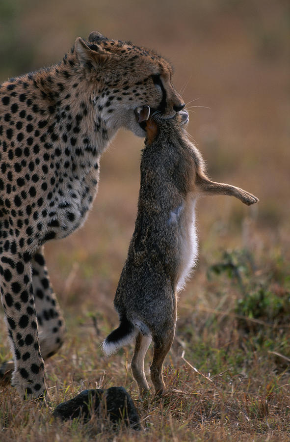 Cheetah (Acinonyx jubatus) holding prey in its mouth, side view, Masai Mara, Kenya Photograph by Anup Shah