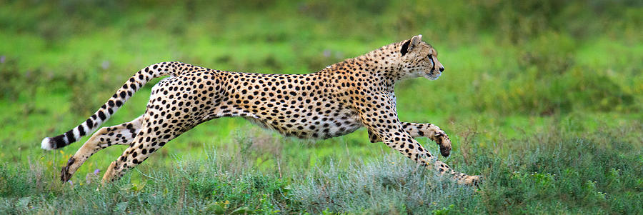 Cheetah Acinonyx Jubatus Hunting Photograph by Panoramic Images