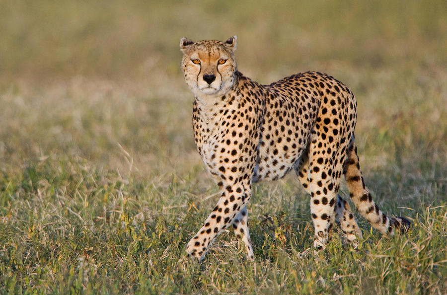 Cheetah Acinonyx Jubatus In A Forest Photograph by Panoramic Images ...