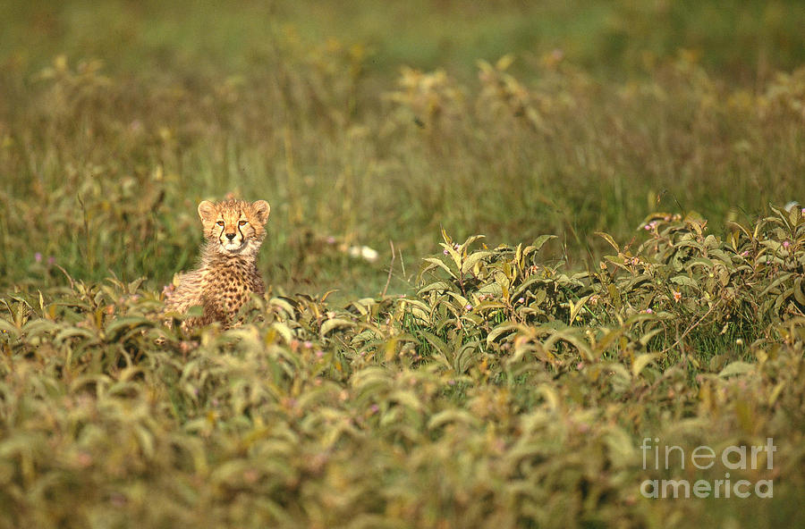 Cheetah Acinonyx Jubatus Jubatus Photograph by Art Wolfe
