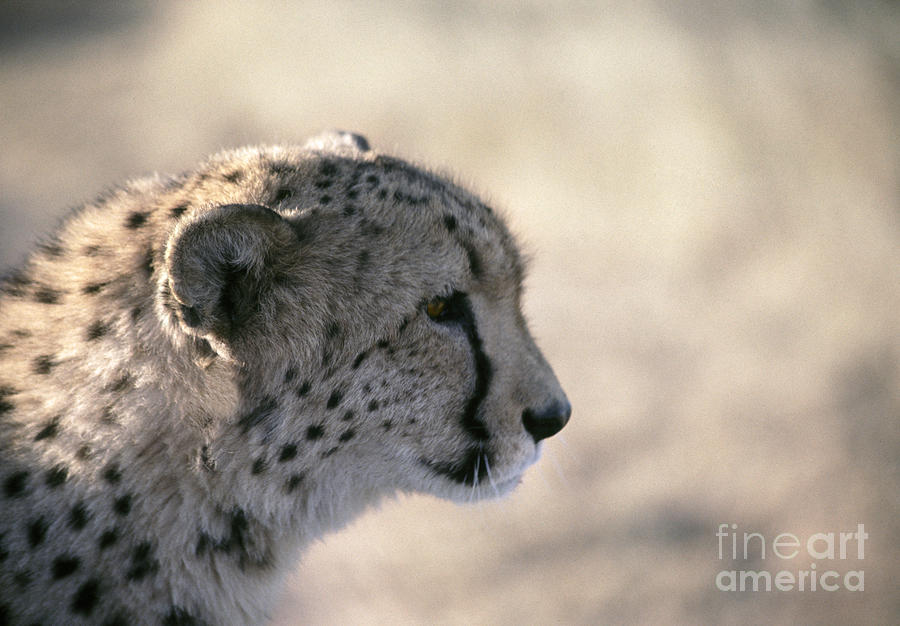 Cheetah  Acinonyx jubatus Photograph by Liz Leyden