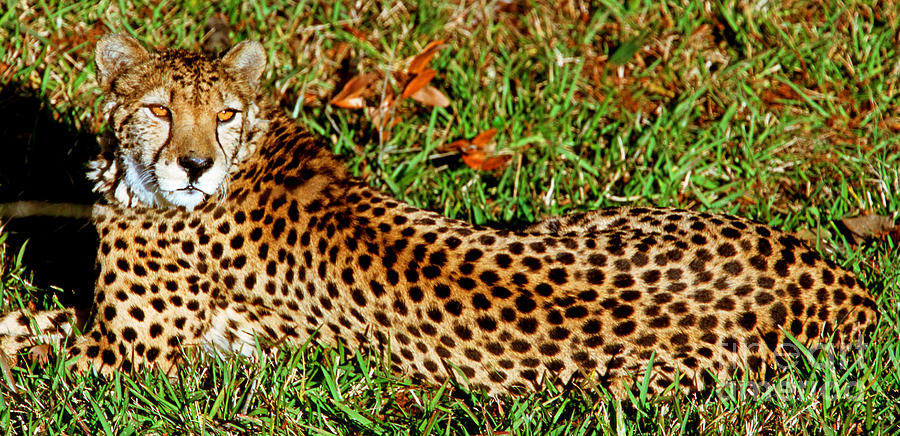 Cheetah Acinonyx Jubatus Photograph by Millard H. Sharp
