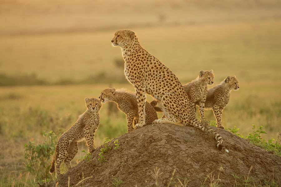 Cheetah Acinonyx Jubatus Mother And Photograph by Paul & Paveena Mckenzie