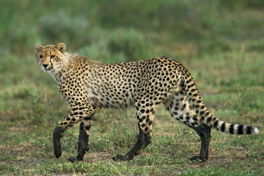 Wildlife Photograph - Cheetah Acinonyx Jubatus Muddy Feet by Animal Images