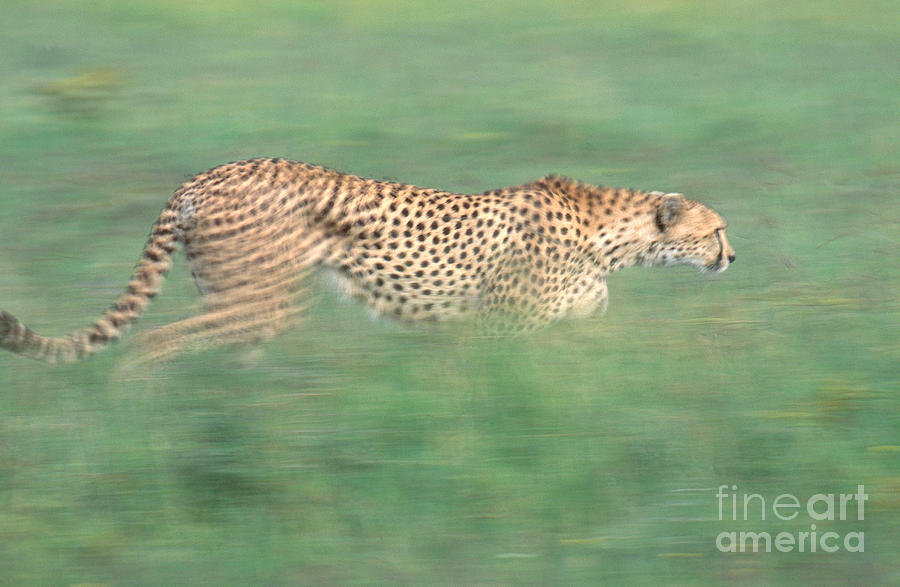 Cheetah Acinonyx Jubatus Running Photograph by Art Wolfe