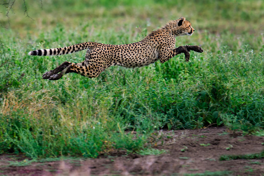 Wildlife Photograph - Cheetah Acinonyx Jubatus Running by Panoramic Images